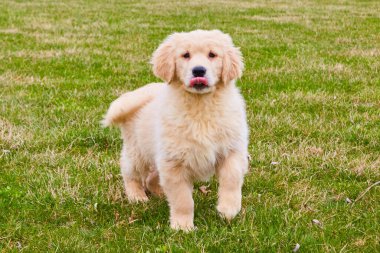 Altın kürklü altın sarısı, dilleri çimlerin üzerinde