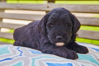 Teras mobilyalarının üzerinde beyaz çeneli sevimli siyah av köpeği.