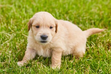 Yeşil çimlerde dinlenen sevimli açık kahverengi golden retriever