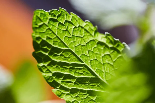 Mint leaf up close — Stock Photo, Image