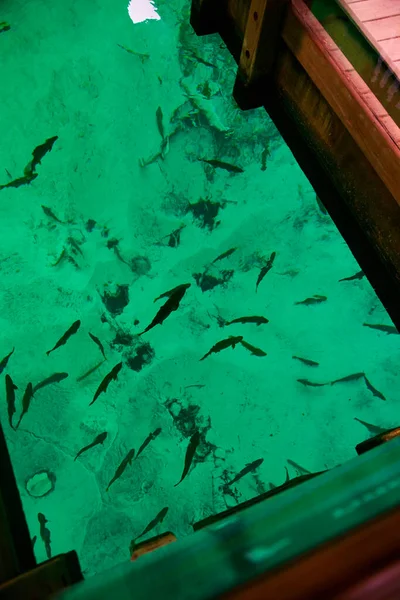El fondo abierto del barco revela agua de teca con peces nadando debajo en las aguas claras del estanque — Foto de Stock
