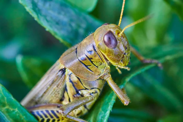 Close up of a cricket on a green leaf — Stock Photo, Image