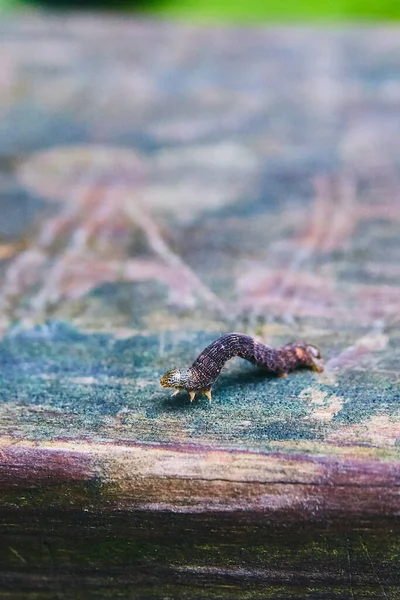 Inch Worm de près sur la surface de planches de bois colorées — Photo