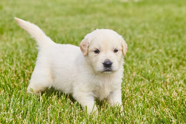 Energetic golden retriever cachorro de pie en hierba verde — Foto de Stock