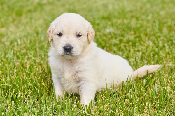 Niedlicher weißer Golden Retriever Welpe sitzt im grünen Gras — Stockfoto