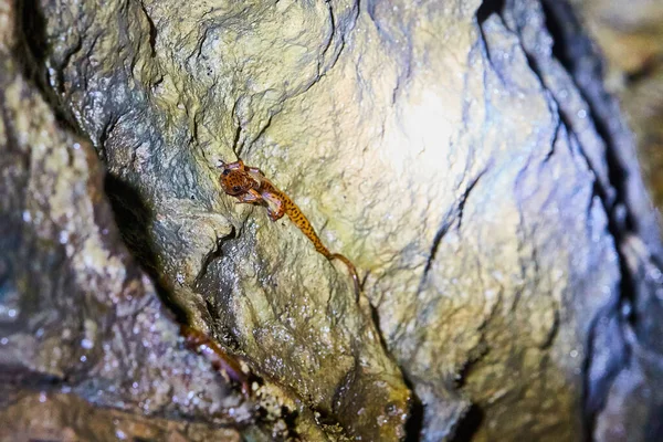 Narancs és fekete foltos szalamandrák a barlangfalon — Stock Fotó