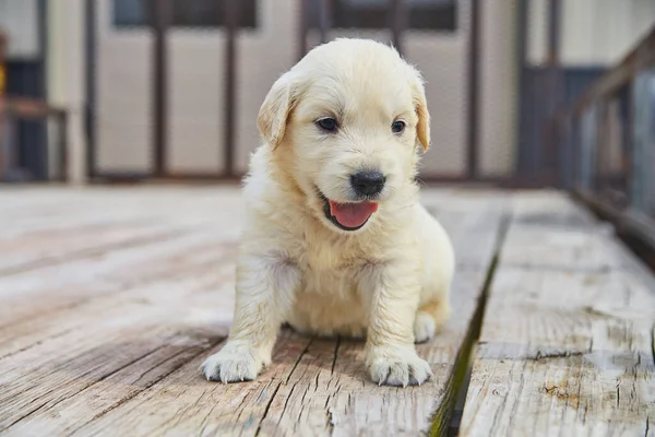 Hechelnder und glücklicher Golden Retriever-Welpe auf Holzanhängerdeck — Stockfoto