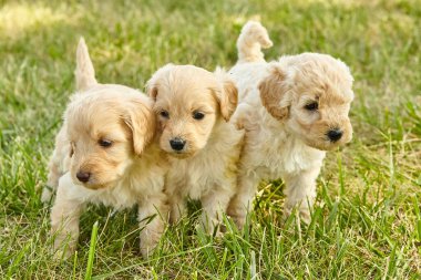 Üç küçük ve tapılası Goldendoodle yavrusu çimlerin üzerinde birlikte