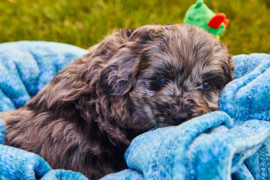 Mavi battaniyeli sevimli, uyuyan siyah altın renkli yavru köpek.