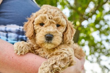 Kollarında Goldendoodle köpeğini tutan kadın.