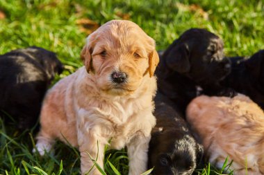 Çimlerde siyah beyaz av köpeği yavruları