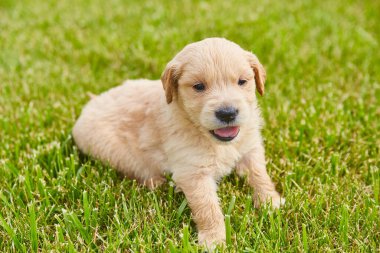 Açık kahverengi Golden Retriever yeşil çimlerde nefes nefese