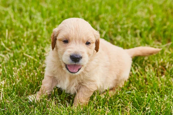 Close up of light brown golden retriever puppy panting in grass — Stock Photo, Image