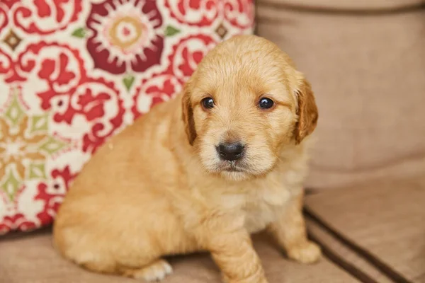 Ljusbrun golden retriever valp ser söt ut på kameran på däck möbler — Stockfoto