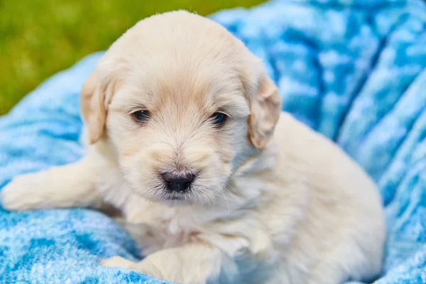 Ljusvit golden retriever valp vilar i blå filt — Stockfoto