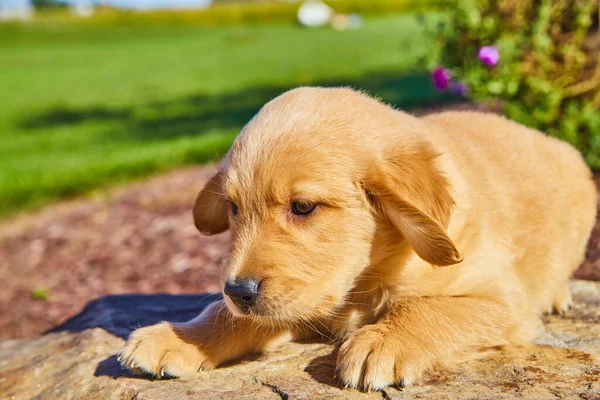 Adorável cachorro golden retriever descansando na rocha com campo de grama no fundo — Fotografia de Stock