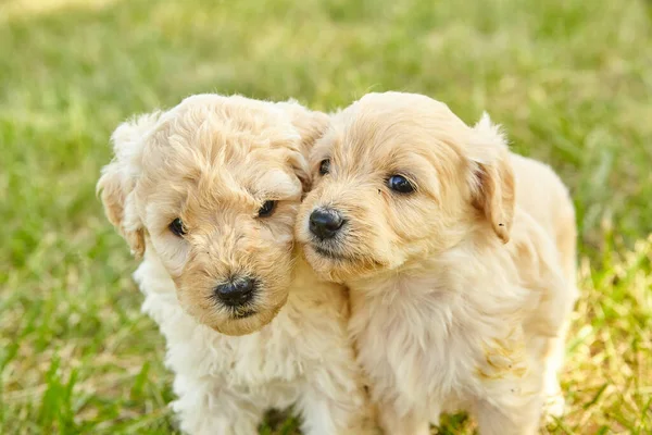 Par de filhotes de cachorro bonito Goldendoodle de perto na grama — Fotografia de Stock