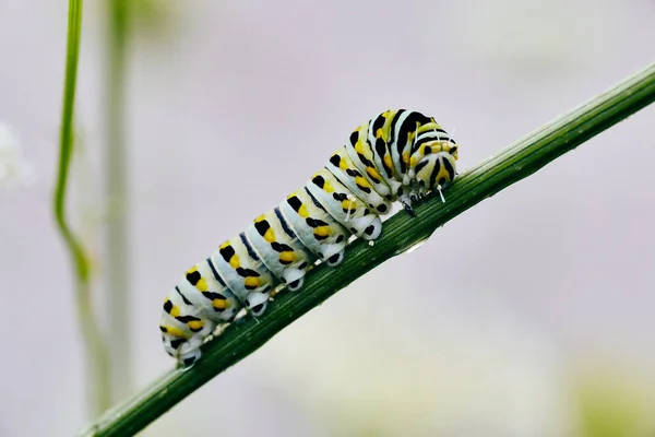 Chenille blanche avec des taches jaunes et noires sur la tige verte — Photo