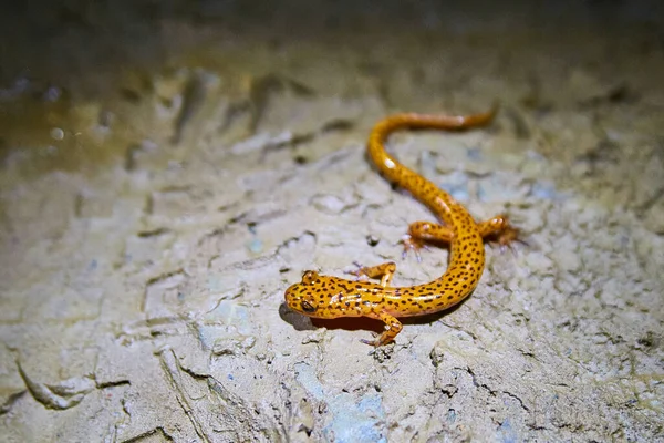 Liten ödla med gul kropp och bruna fläckar som är en salamander — Stockfoto