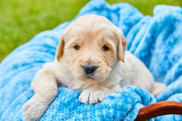 파란 담요 속에 누워 있는 사랑 스러운 흰색 금빛 리트리버 강아지 — 스톡 사진