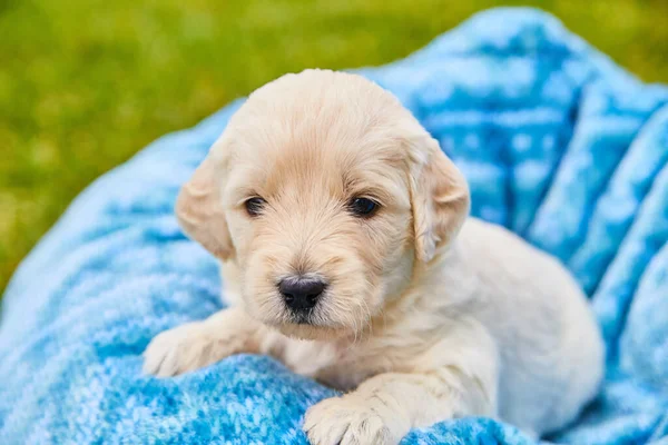 파란 담요를 두른 사랑 스러운 흰색 황금 리트리버 강아지 — 스톡 사진