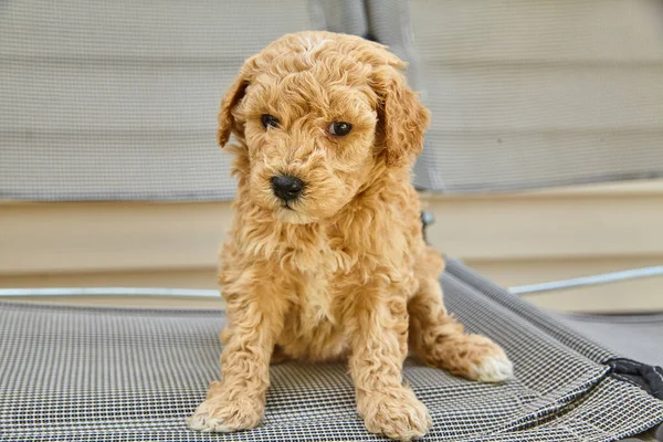 Teimoso filhote Goldendoodle sentado na cadeira de pátio — Fotografia de Stock