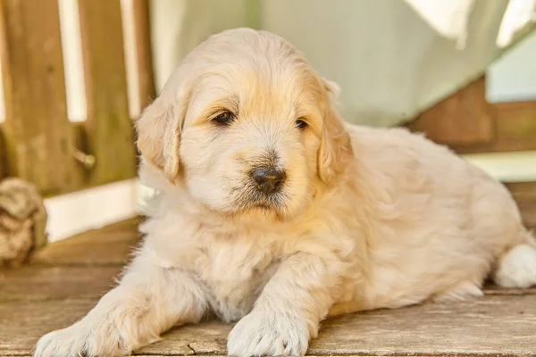 Adorável cachorro Goldendoodle branco que estabelece em tábuas de madeira — Fotografia de Stock