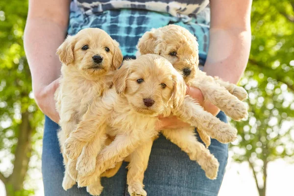 Camada de tres adorables cachorros Goldendoodle blancos sostenidos en brazos de una mujer — Foto de Stock