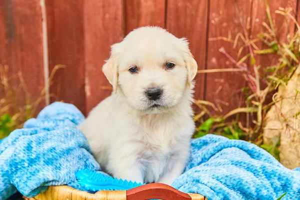 Cachorro branco golden retriever sentado no cobertor azul na cesta contra cerca vermelha — Fotografia de Stock