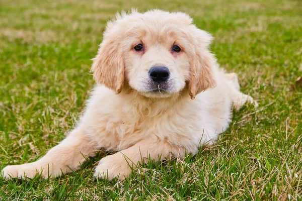 Filhote de cachorro goldendoodle mais velho pendurado na grama — Fotografia de Stock