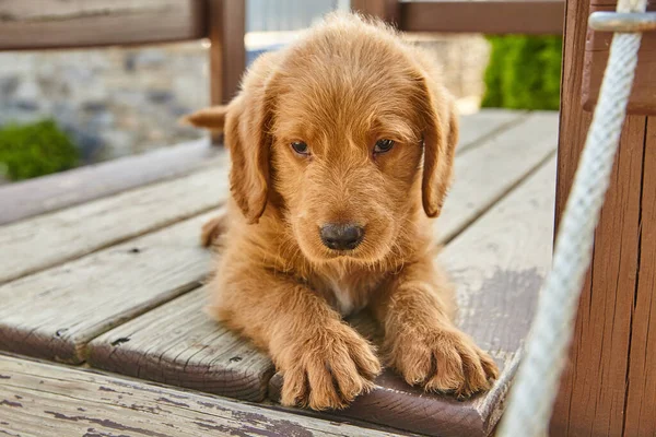 Labradoodle puppy with paws stretched out on wood boards and looking smug