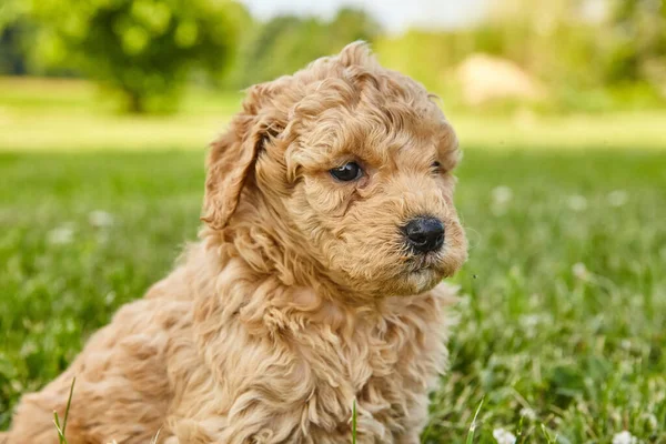 Goldendoodle puppy sitting in open lawn — Stock Photo, Image