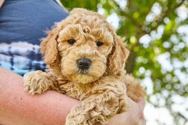 Mulher segurando cachorro Goldendoodle em seus braços — Fotografia de Stock