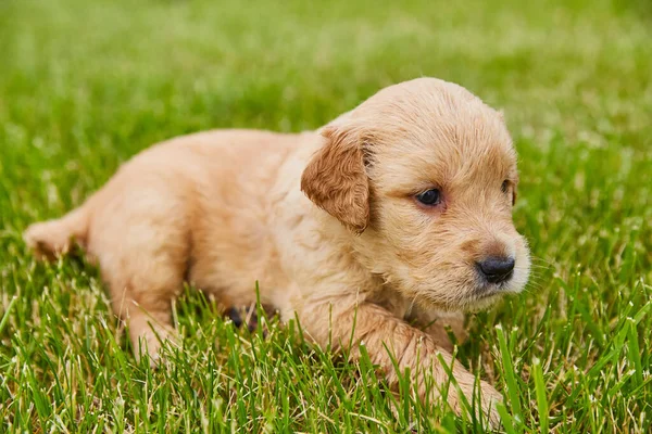 Adorável bebê dourado retriever cachorro — Fotografia de Stock