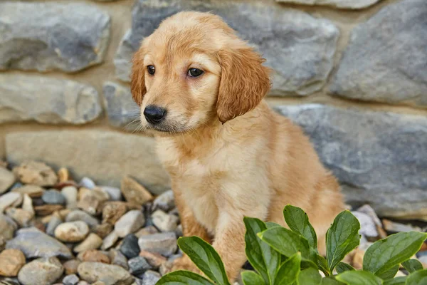 Close-up do filhote de cachorro Labradoodle contra casa e paisagismo — Fotografia de Stock