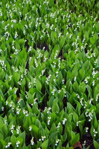 Pole nekonečných bílých květin a zelených listů — Stock fotografie