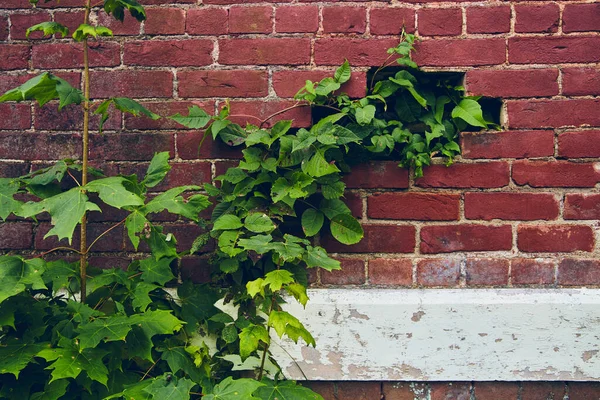 Vihreät viiniköynnökset kasvaa kuilu tiili seinään valkoinen puupaneelit — kuvapankkivalokuva