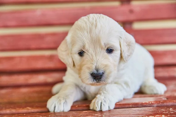 Bonito cachorro golden retriever branco no banco vermelho — Fotografia de Stock