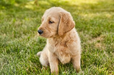 Şirin Labradoodle köpeği çimenlerde oturuyor.