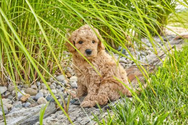Tapılası Goldendoodle köpek yavrusu peyzajda oturuyor sevimli ve pofuduk görünüyor