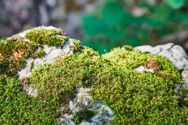 Küçük yeşil yosunlar ya da kertenkeleler bir kayanın üzerinde dinlenirler.