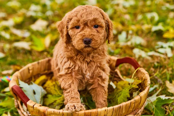 Luz marrom e cacheados filhote de cachorro goldendoodle na cesta tecida cheia de folhas de outono — Fotografia de Stock