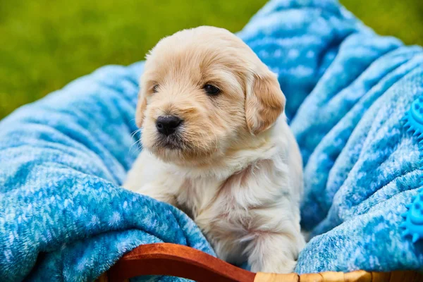 Lindo blanco golden retriever cachorro descansando en azul manta — Foto de Stock