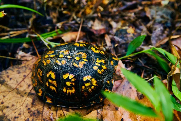 Ormanın kabuğunda saklanan sevimli siyah ve sarı kaplumbağa. — Stok fotoğraf