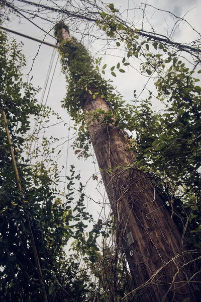 Looking up at telephone pole for communications covered in vines — Stock Photo, Image