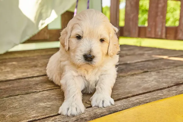 White Goldendoodle Welpe sitzt im Schatten der Liegemöbel — Stockfoto