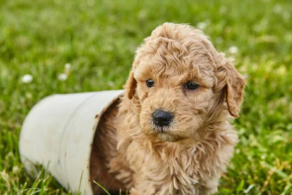 Pequeno pote com cachorro Goldendoodle sentado dentro — Fotografia de Stock