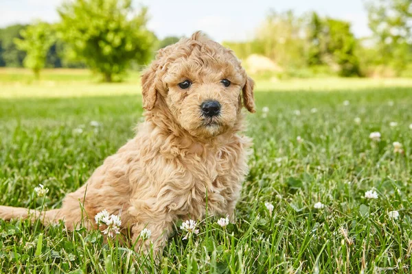 Abrir gramado com filhote de cachorro Goldendoodle sentado e olhando fofinho para você — Fotografia de Stock