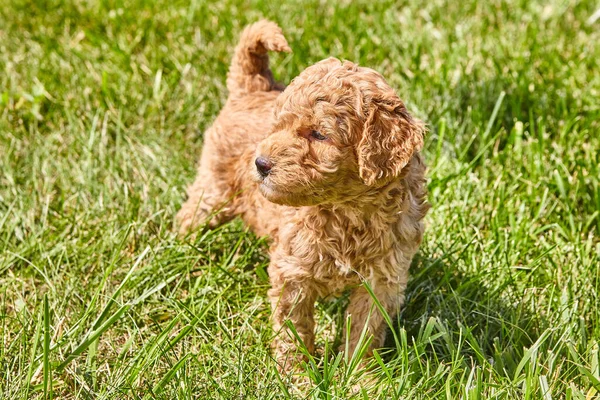 Goldendoodle cachorro Mirando a un lado en la hierba — Foto de Stock