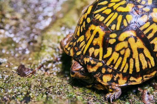 Linda tartaruga com casca amarela e preta escondida em rochas molhadas — Fotografia de Stock